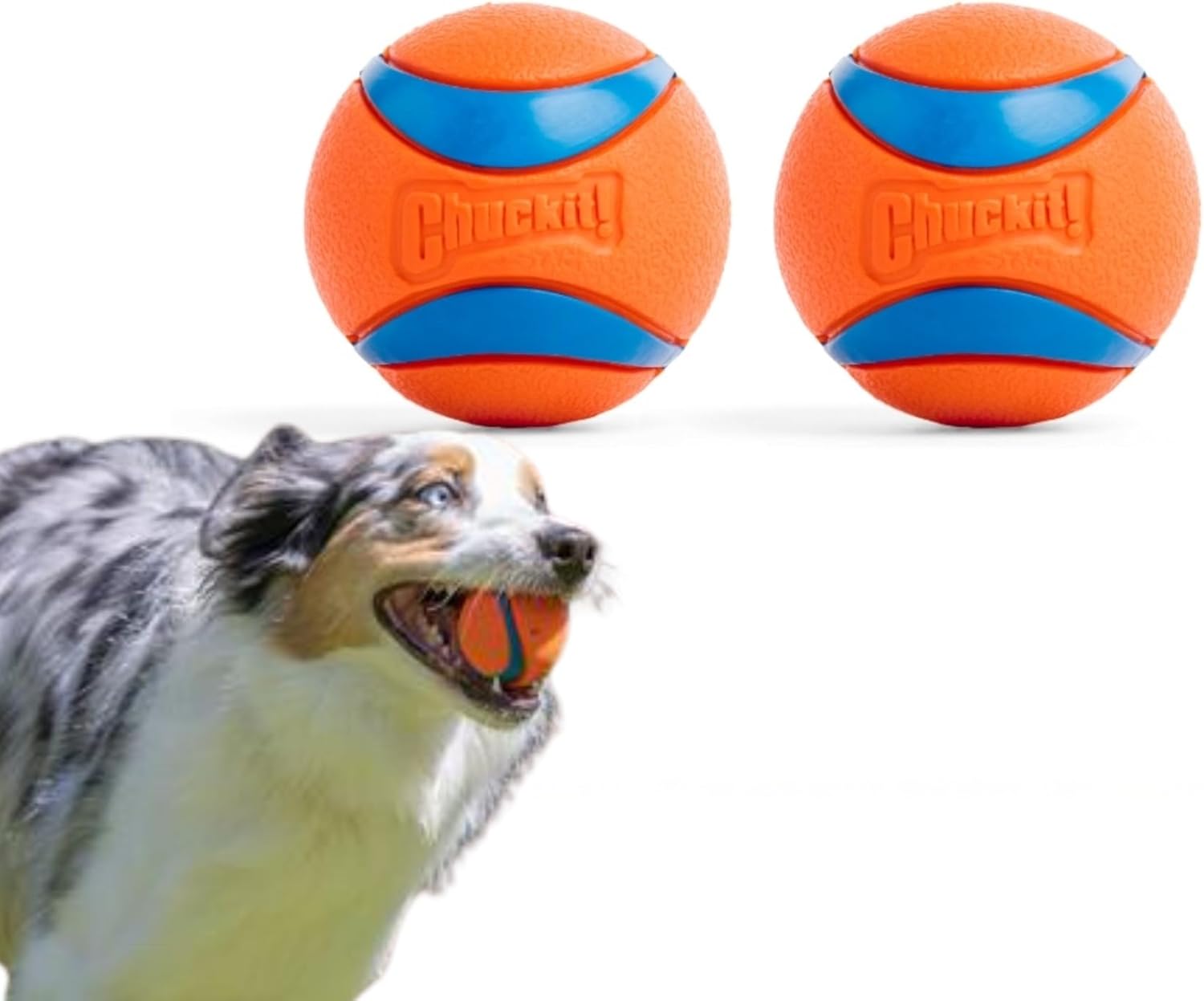 Fun Toys for All Pets
